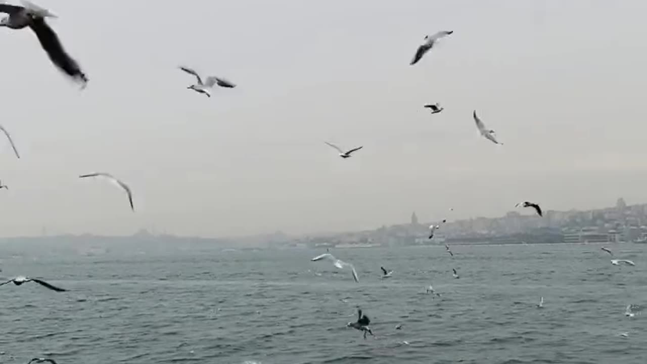 ocean birds