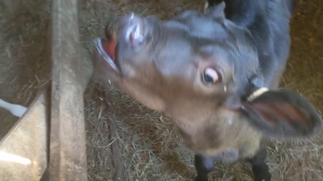 Baby cows long tongue