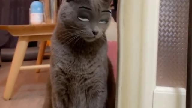 Incredible and Funny Cat😍🤣