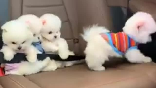 Cutest dogs that make you feel lovely 😹 Funny Animals videos
