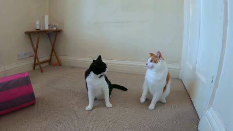 funny Cats Play Fighting