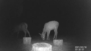 Deer or Elk? Eating seeds in snow!