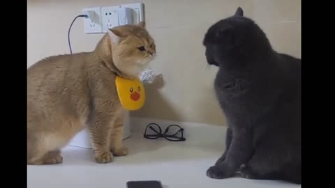 Best funny video #cat