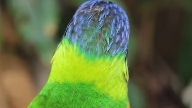 See the most beautiful parrot birds in bright and beautiful colours.