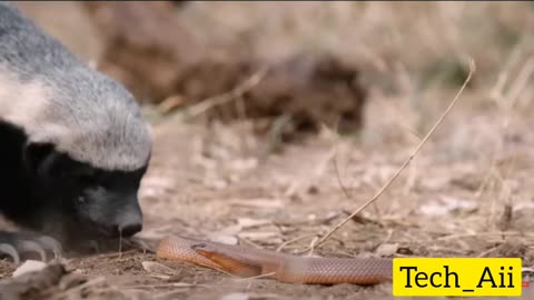 راسو مارو خورد #snake #animals #fight #animalfights #مار #حیوانات #جنگ #جنگ_حیوانات