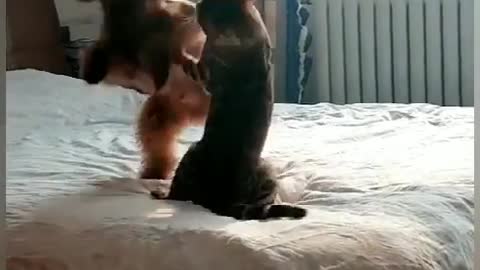 Cat fight dog funny vines