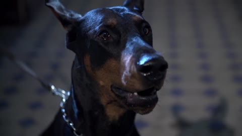 americandoberman [ Horro, Pwer, Animal ]