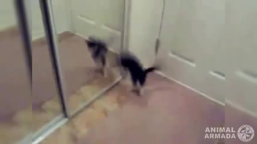 Cat attacks own reflection