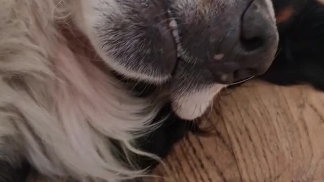 Bernese Mountain Dog asks for a belly rub