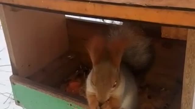 Feed the squirrel