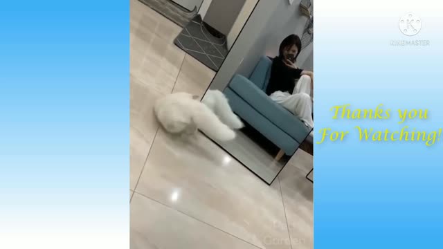 Funniest and cutest dog and cat.funny video animal lovers