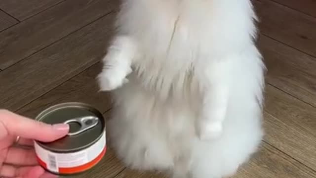 Funniest Cat Videos That Will Make You Laugh - Funny Cats and Dogs Videos