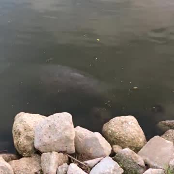Manatees eating thanksgiving river grass dinner Nov2022