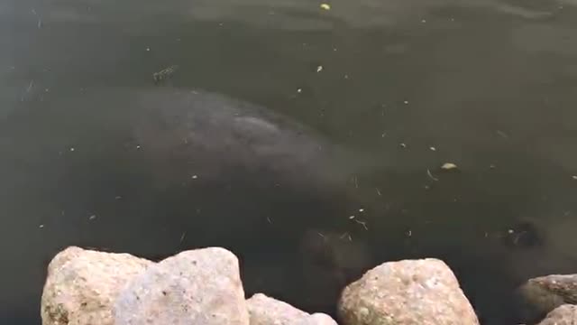 Manatees eating thanksgiving river grass dinner Nov2022