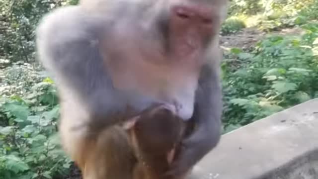 Cute monkey baby 😍 Funny monkey baby 😍 Cute monkeys acting like h