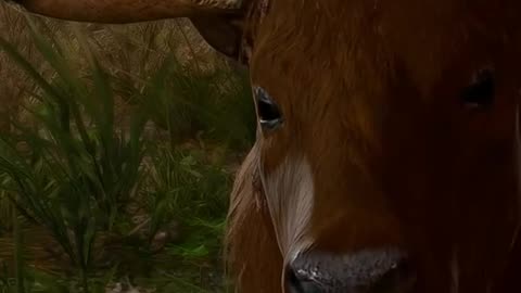 Strange Ox