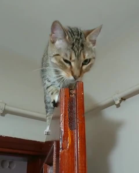 Acrobatic Cat Chills Out On Top Of Door