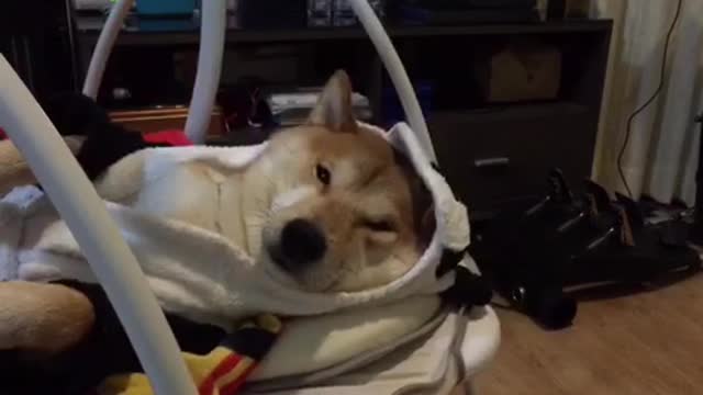 Shiba Inu takes nap in baby swing