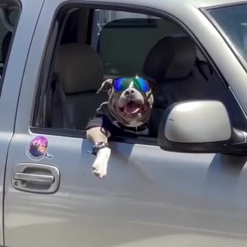 Like a Boss - Playboy Pitbull hunting girls