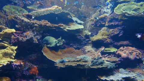 Ocean Waves • Sea Life • Calming , Relaxing Music for Deep Sleep and Meditation • Instrumental Music