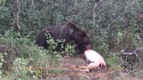 Grizzly eating deer Many Glacier