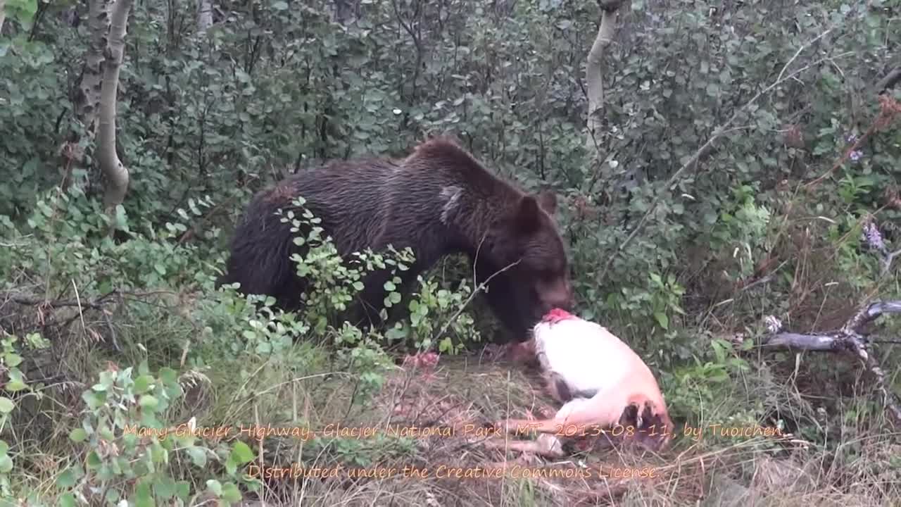 Grizzly eating deer Many Glacier