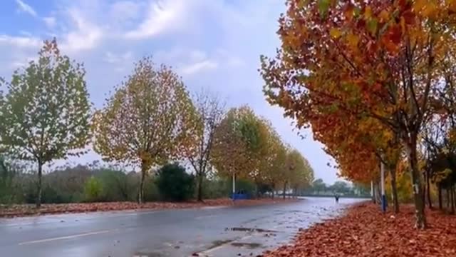 autumn # wind # fallingleaves # yellowleaves # #luesky#whiteclou