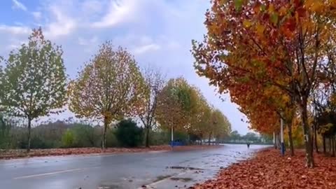 autumn # wind # fallingleaves # yellowleaves # #luesky#whiteclou