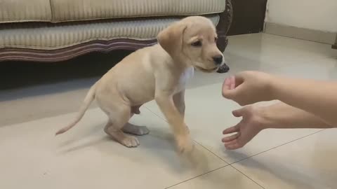 Pet dog training video