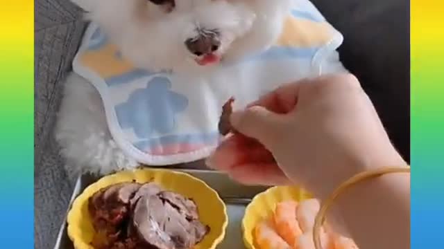 Cute and Funny Dogs Videos Compilation 2021_ |0