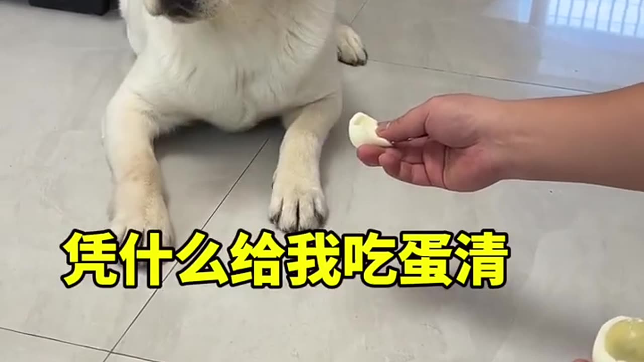 Funny videos