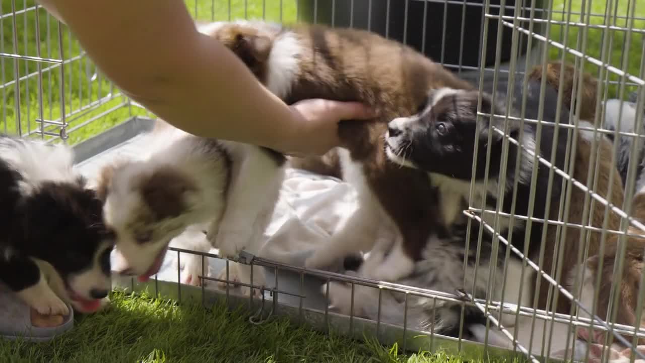 A handler puts cute puppies into a cage on grass and they keep getting out - closeup