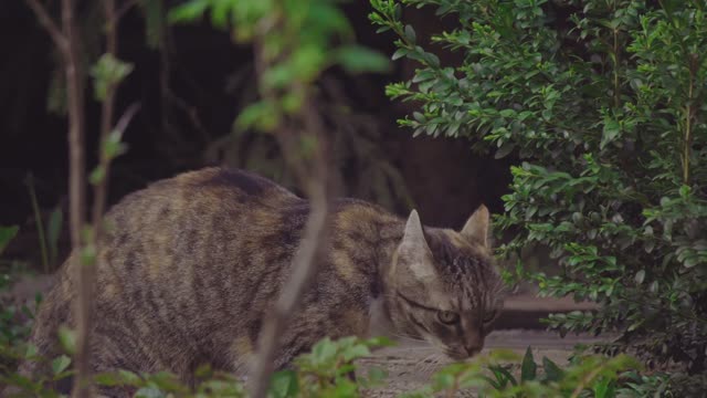 Wandering Cat