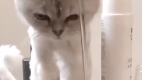 Cat playing with water .
