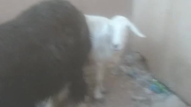 Cute got
