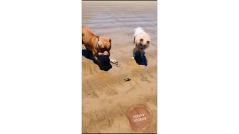 Animals SOO Cute! AWW Cute baby animals Videos Compilation Funniest and Cutest moment of animals