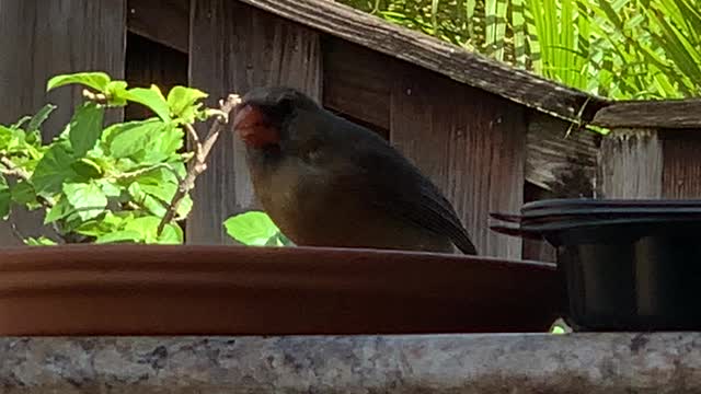 #Back Yard Birds Hawai’i