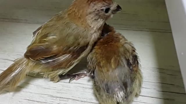 Parrotbill taking care of each other.