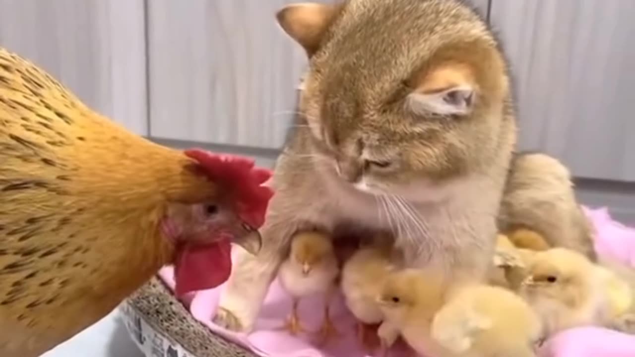 cats baby or chicken baby?