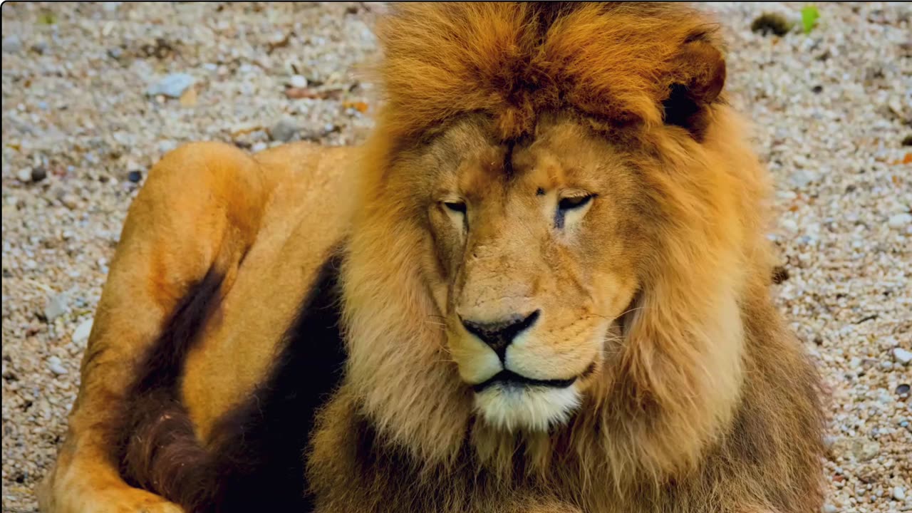 King of the Jungle: The Untamed Majesty of Lions