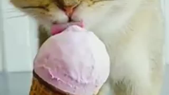 Cat crazy about strawberry ice cream!