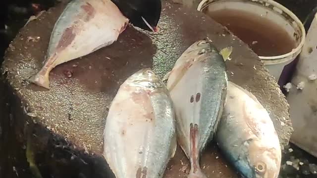 Amazing Indian Mackerel fish Cutting video In BD Local Fish Market