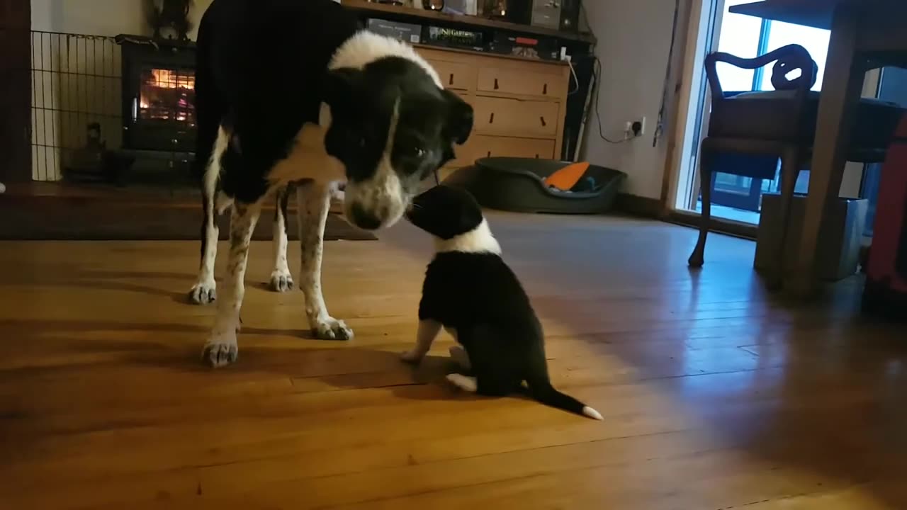 Mum teaching 4 week old border collie puppy how to play