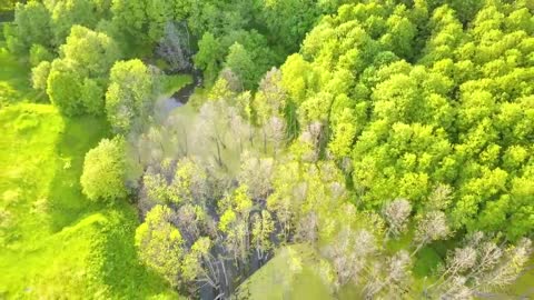 A lush forest