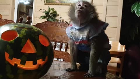 halloween monkey