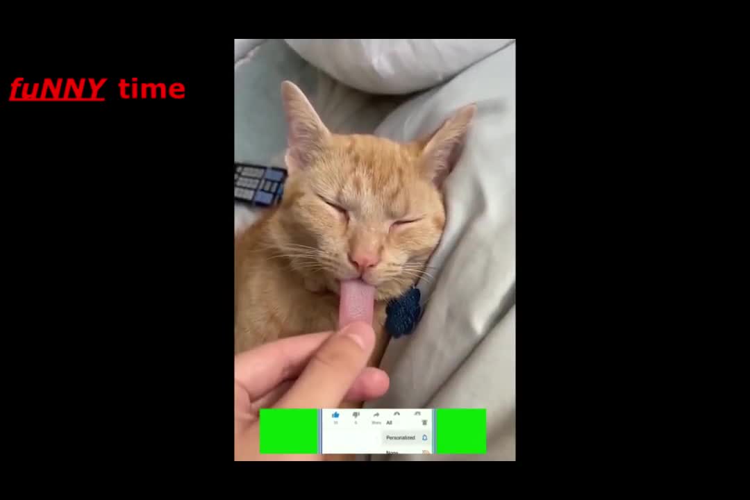 funny cat videos ,cat videos, cats ,cat and dog videos , dog videos 2022 HD