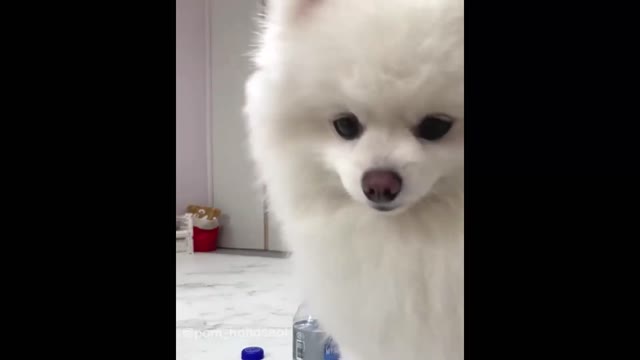 kp03-Funny and Cute Pomeranian Videos