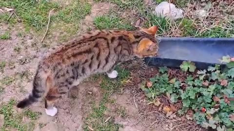 A Cute Kitten is playing (Interesting fun video) #streetcats #kittens #kitten