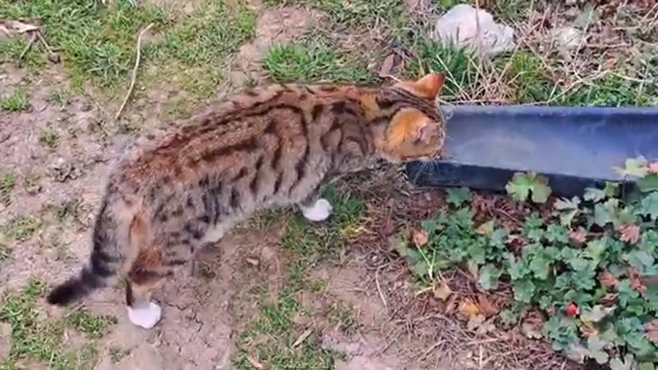 A Cute Kitten is playing (Interesting fun video) #streetcats #kittens #kitten