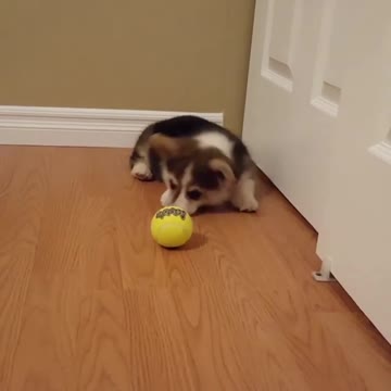 Adorable Little Corgi Goes Nuts For His First Tennis Ball